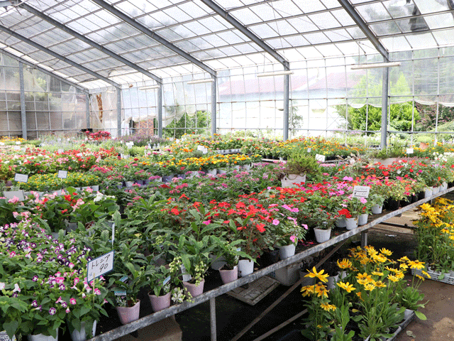 埼玉県北部の生花 観葉植物のお店 スポット 彩北なび 埼玉県北部の生花 観葉植物のお店 スポット 彩北なび