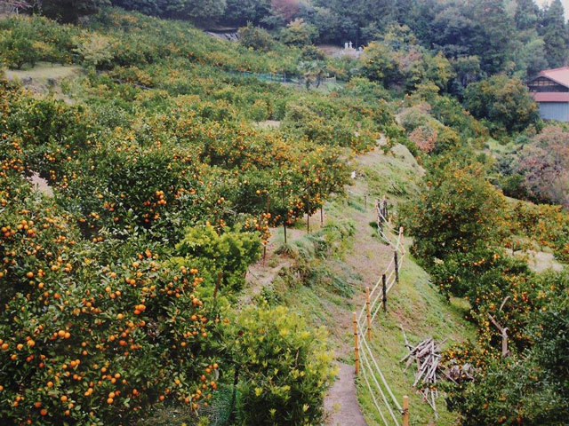 風布・小林みかん山の写真