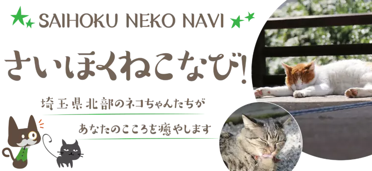 行田市★前玉神社のネコちゃん｜埼玉県北部のネコちゃんをご紹介します。