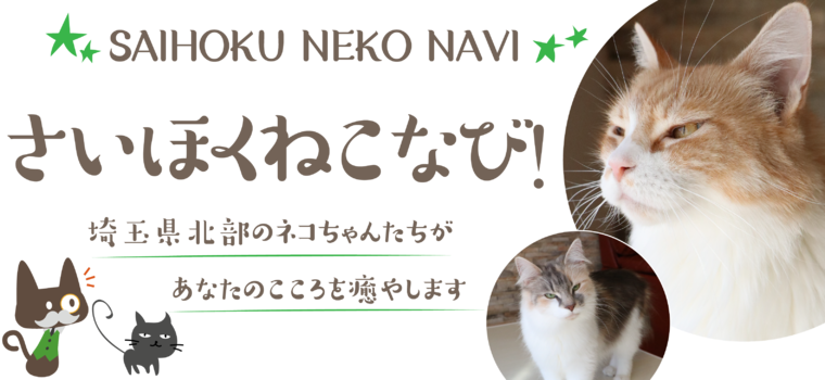 キャットワールド【2020.11.20更新】