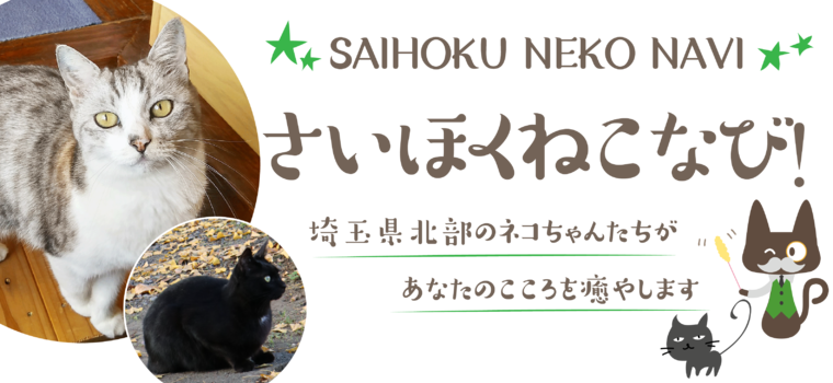 ネコオドル【2020.12.22公開】