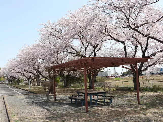 (3月下旬の撮影日には、桜が満開でした。美しい…！渾身の一枚が撮れることまちがいなし。)