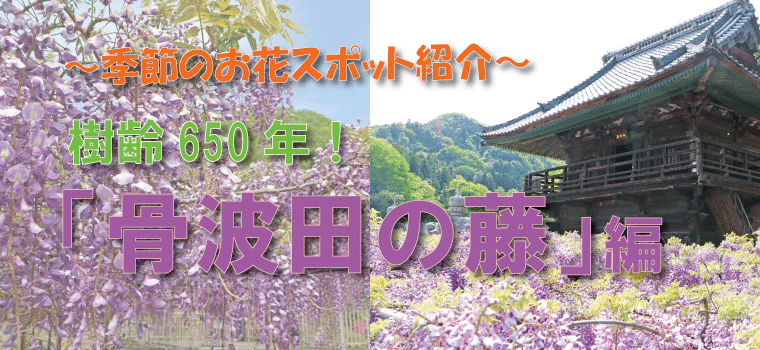 東国花の寺・百ヶ寺〈曹洞宗 長泉寺〉樹齢650年！「骨波田（こつはた）の藤」