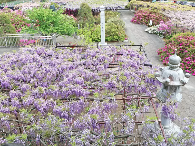見下ろす藤の花も乙なものです♪