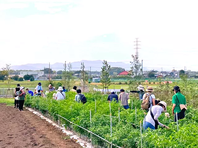 (収穫体験:みなさん、おいしそうな野菜を見つけています。)