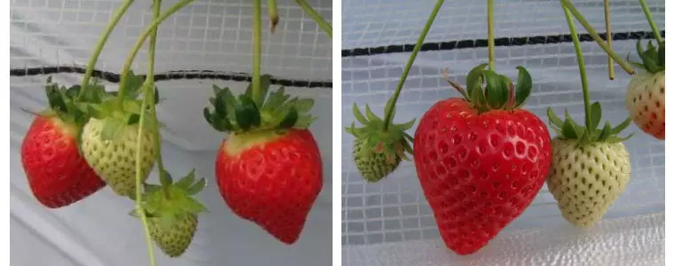 埼玉県オリジナルいちご品種「かおりん」と「あまりん」
画像引用元:(埼玉県生産振興課HP)