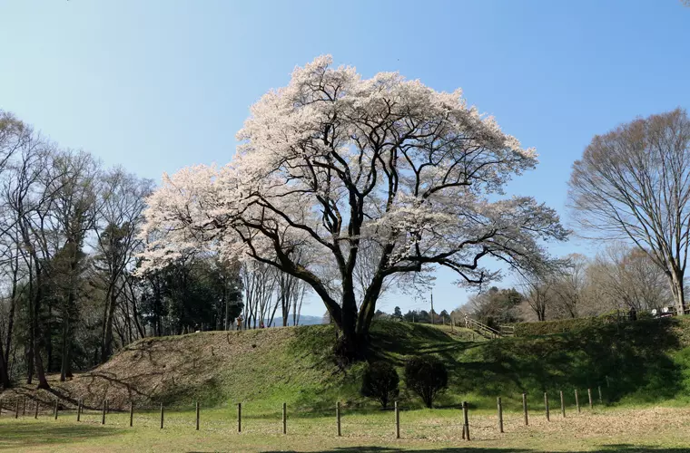 撮影日:2023年3月22日