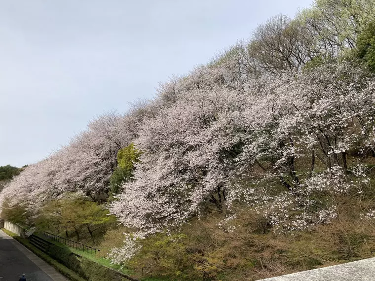 撮影日:2023年3月27日