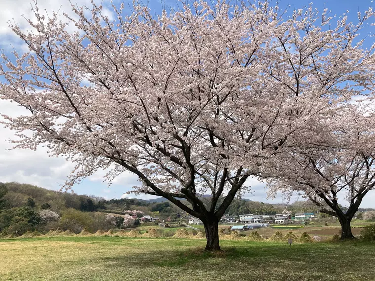 撮影日:2023年3月28日