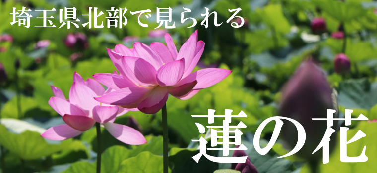 埼玉県北部で見られる「蓮の花」