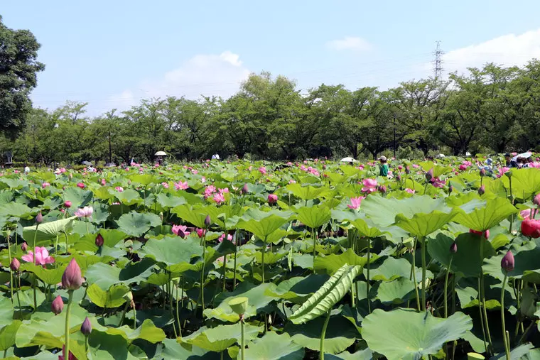 撮影日:2023年6月29日