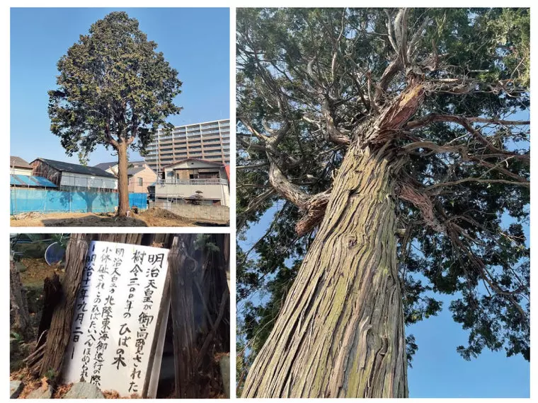 明治天皇がご高覧になられたヒバの木