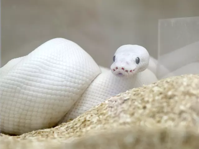 可愛い顔をしてくれたボールパイソン