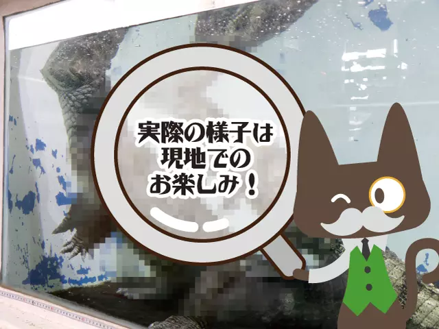 水の中のワニの姿