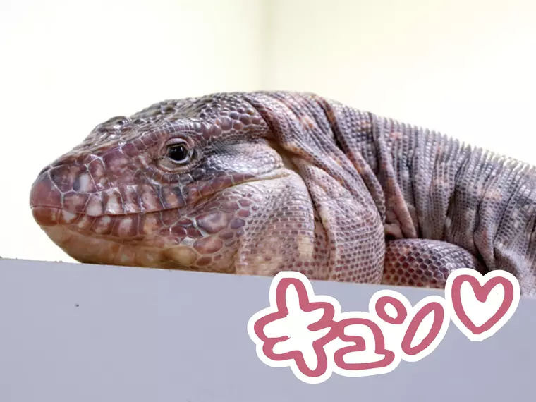 目が優しそうすぎるレッドテグーくん