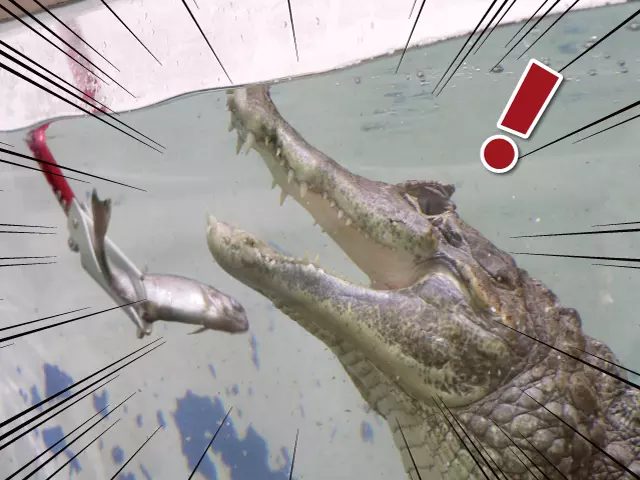 ご飯に気づいたワニさん