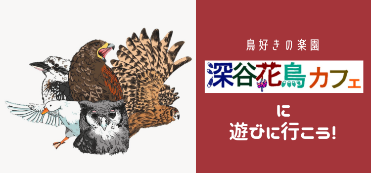 【深谷アウトレット周辺】鳥好きの楽園　深谷花鳥カフェに遊びに行こう！【動物ふれあい】