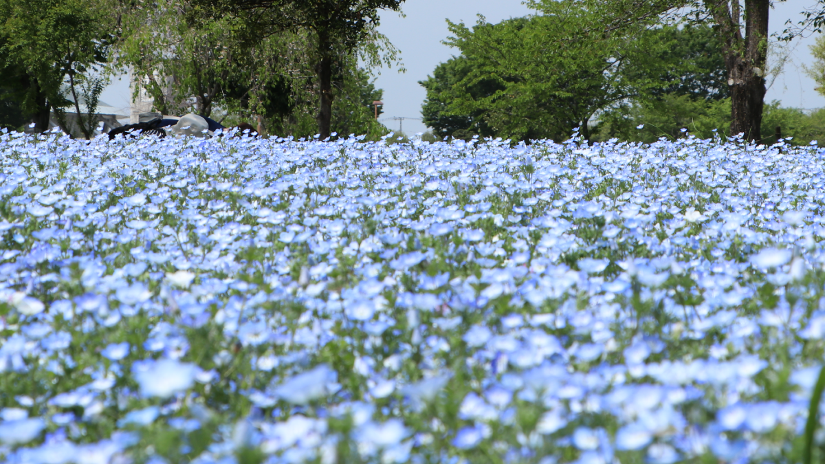 【熊谷市】ネモフィラが見頃！春のお散歩にぴったり♪熊谷スポーツ文化公園のセラピーガーデン