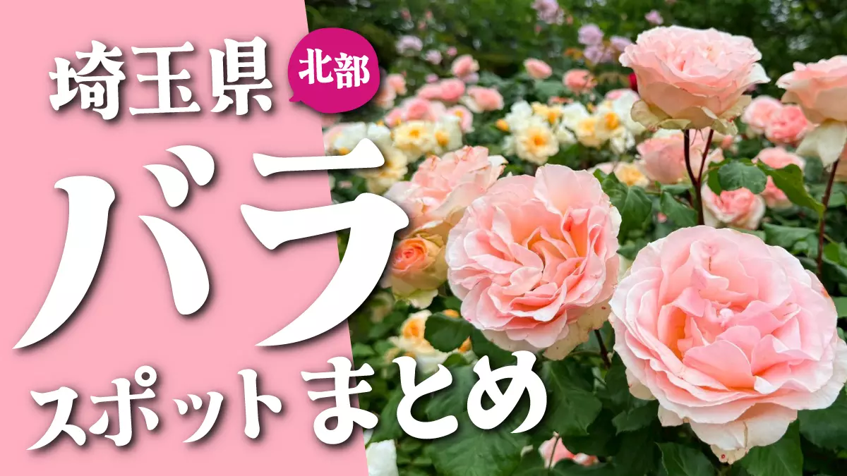 【埼玉県北部】絶景！バラのスポットまとめ｜名所から穴場までご紹介♪｜熊谷・深谷・美里