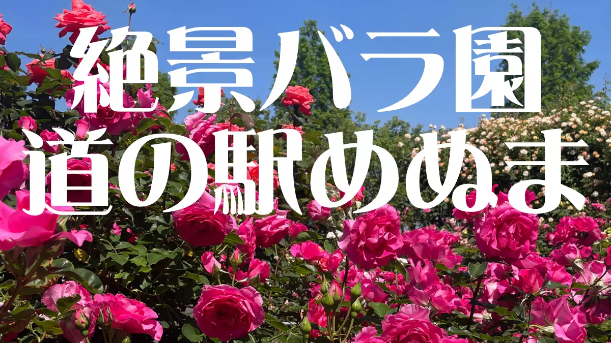 【熊谷・道の駅めぬま】入園無料！？「道の駅めぬま」のバラ園が、SNS映え確定の楽園だった件