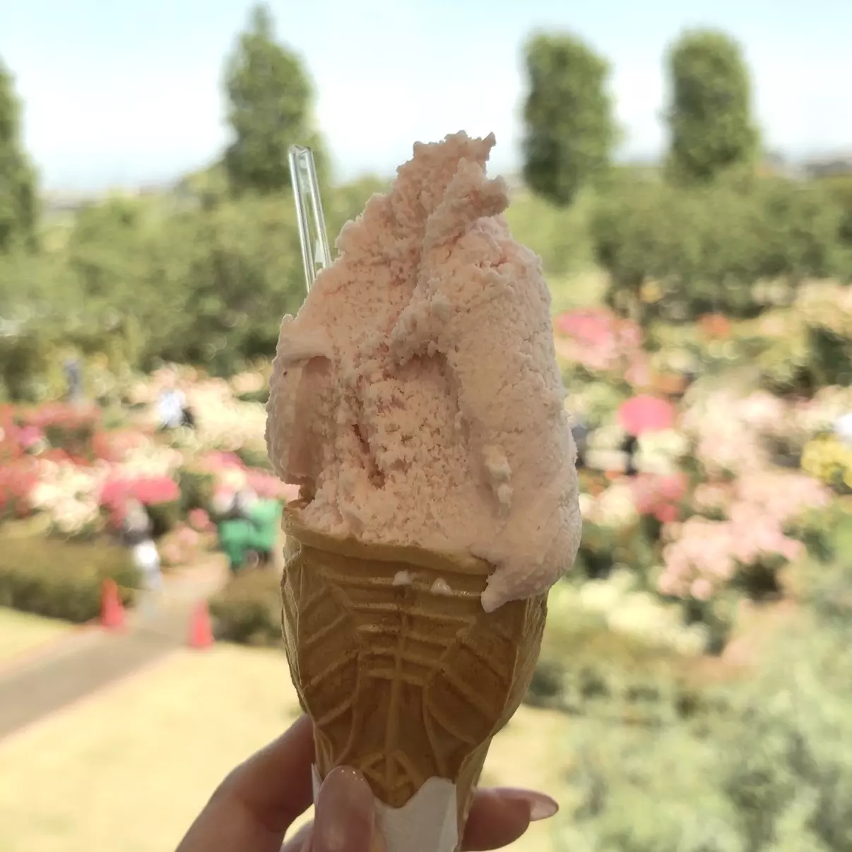 ジェラート「バラ」味。