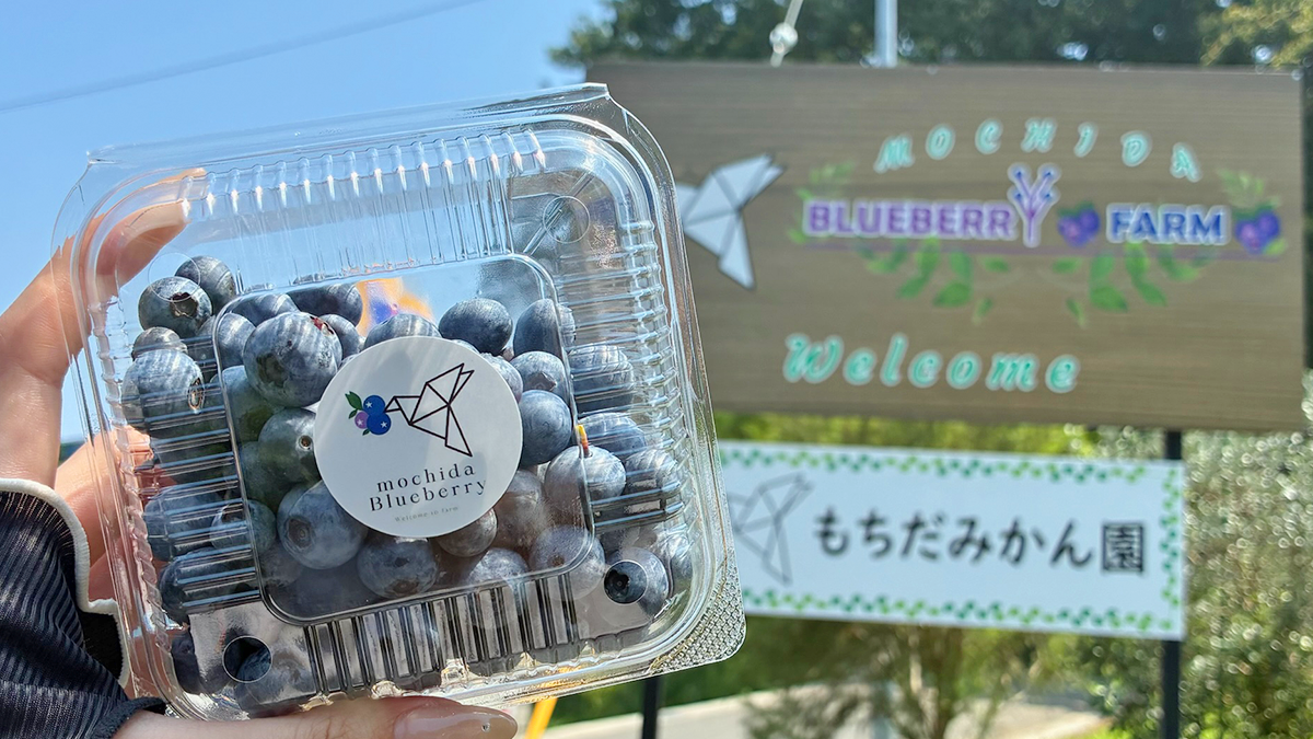 【美里町】夏の思い出づくりに♪甘くて大粒なブルーベリーの摘み取り体験レポ